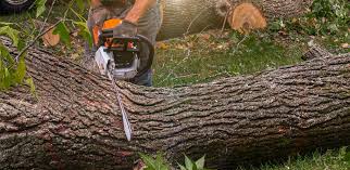 Best Palm Tree Trimming  in Green River, WY