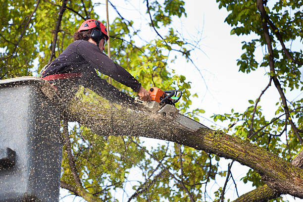 How Our Tree Care Process Works  in  Green River, WY